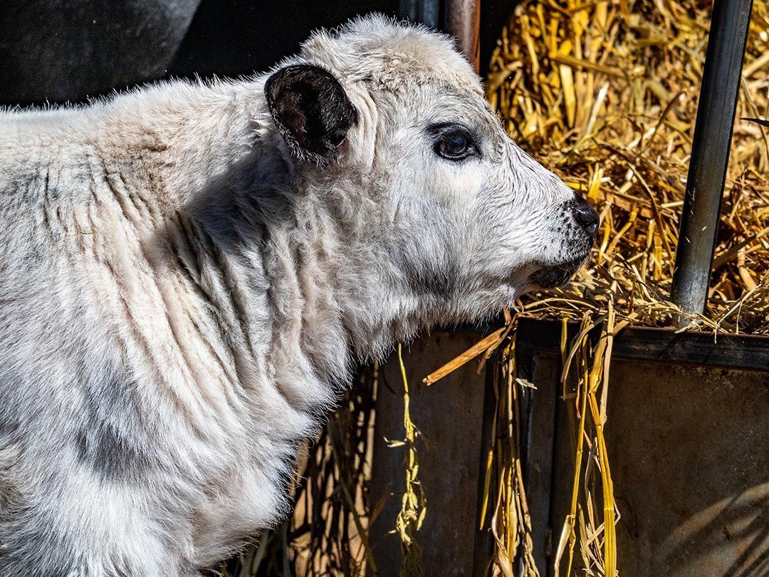 alinjarra speckle park