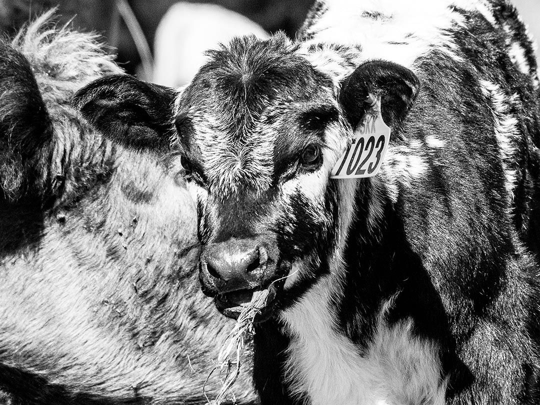 alinjarra speckle park