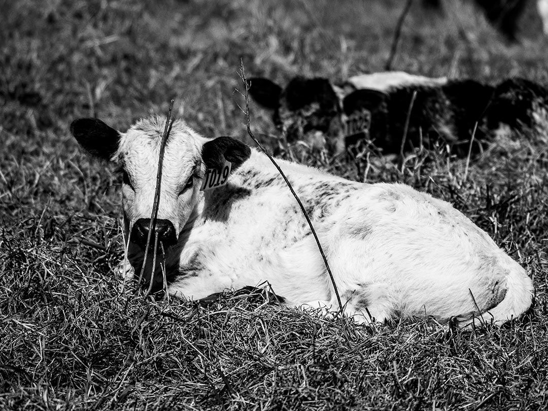 alinjarra speckle park