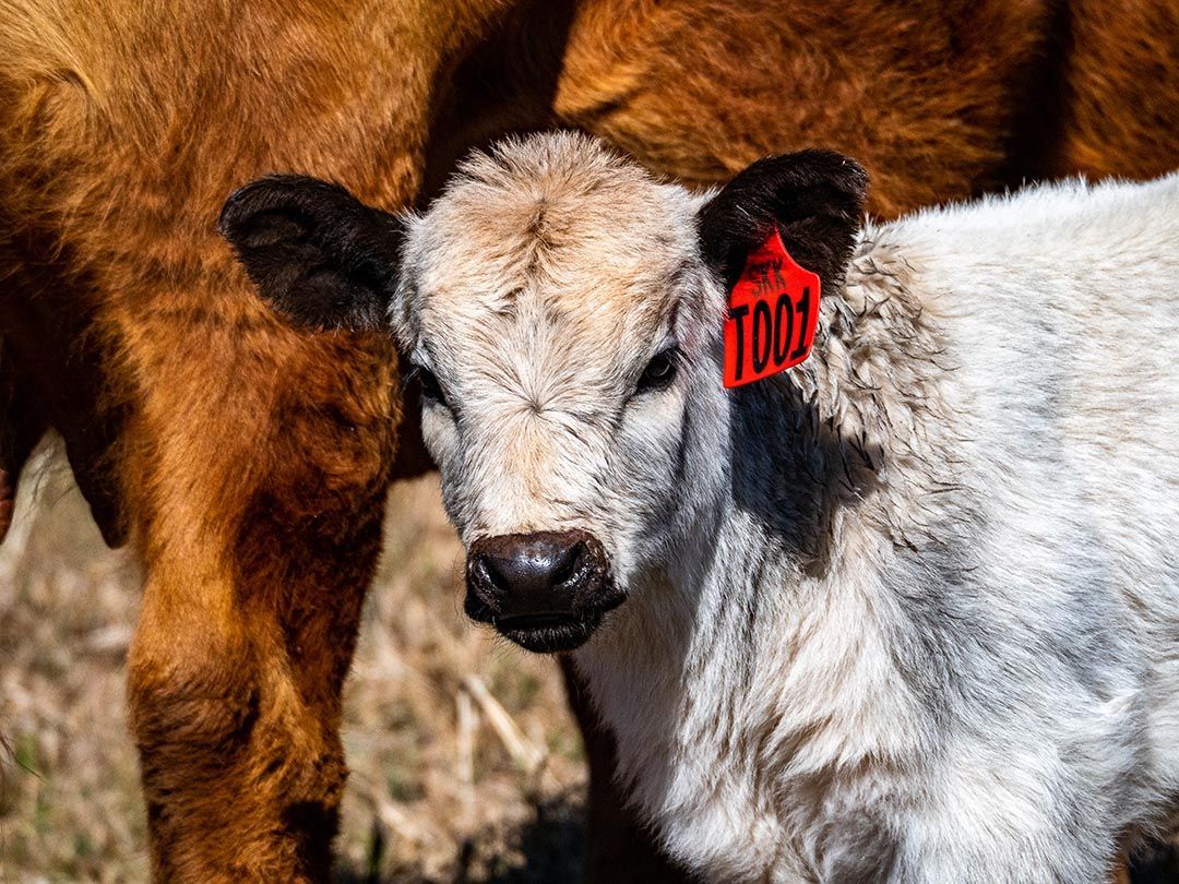 alinjarra speckle park