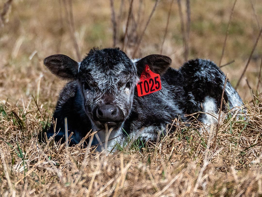 alinjarra speckle park