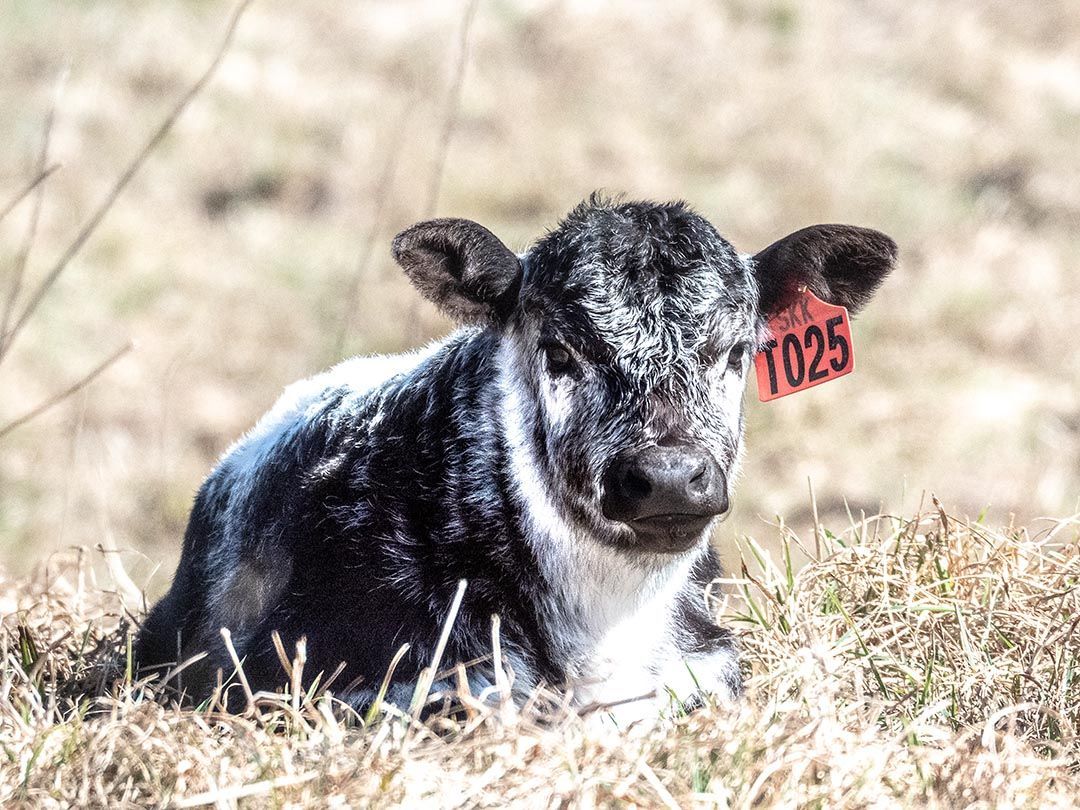 alinjarra speckle park