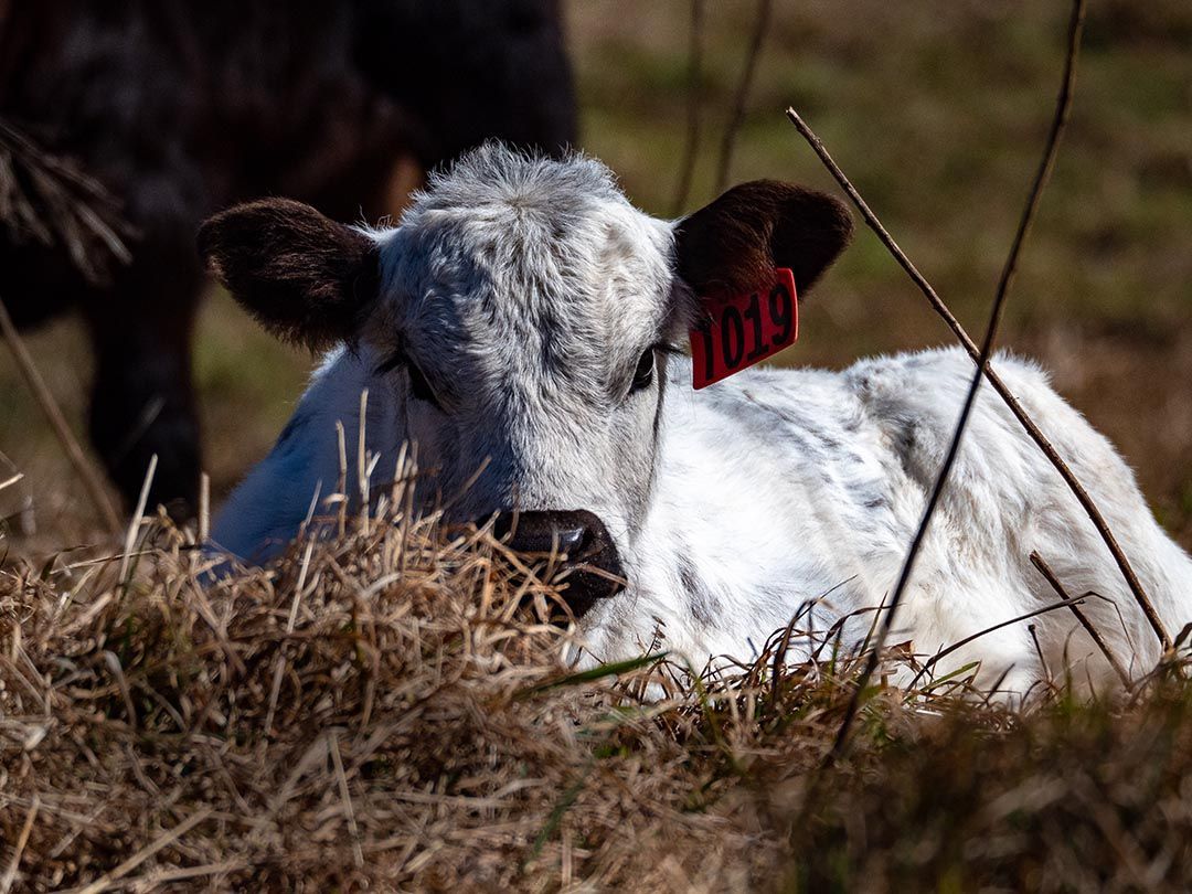 alinjarra speckle park