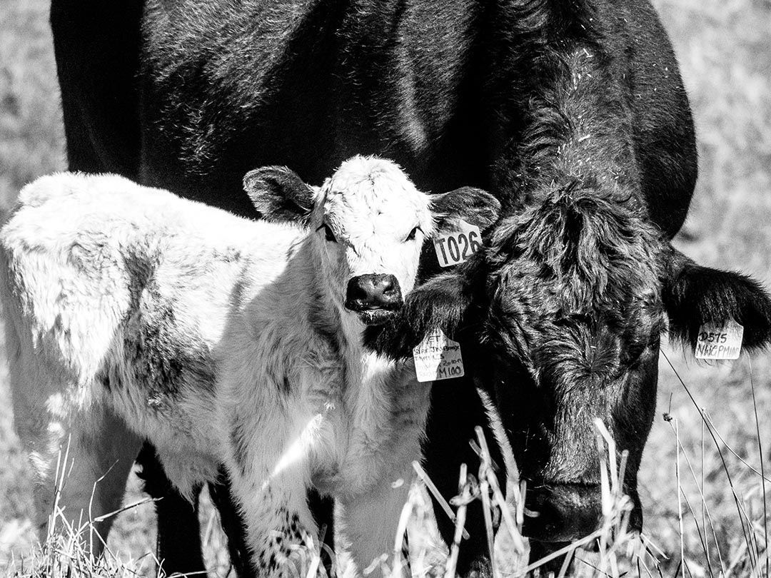 alinjarra speckle park