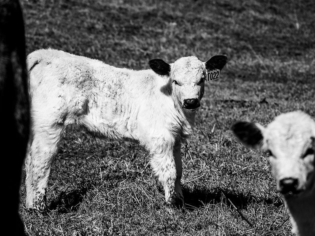 alinjarra speckle park