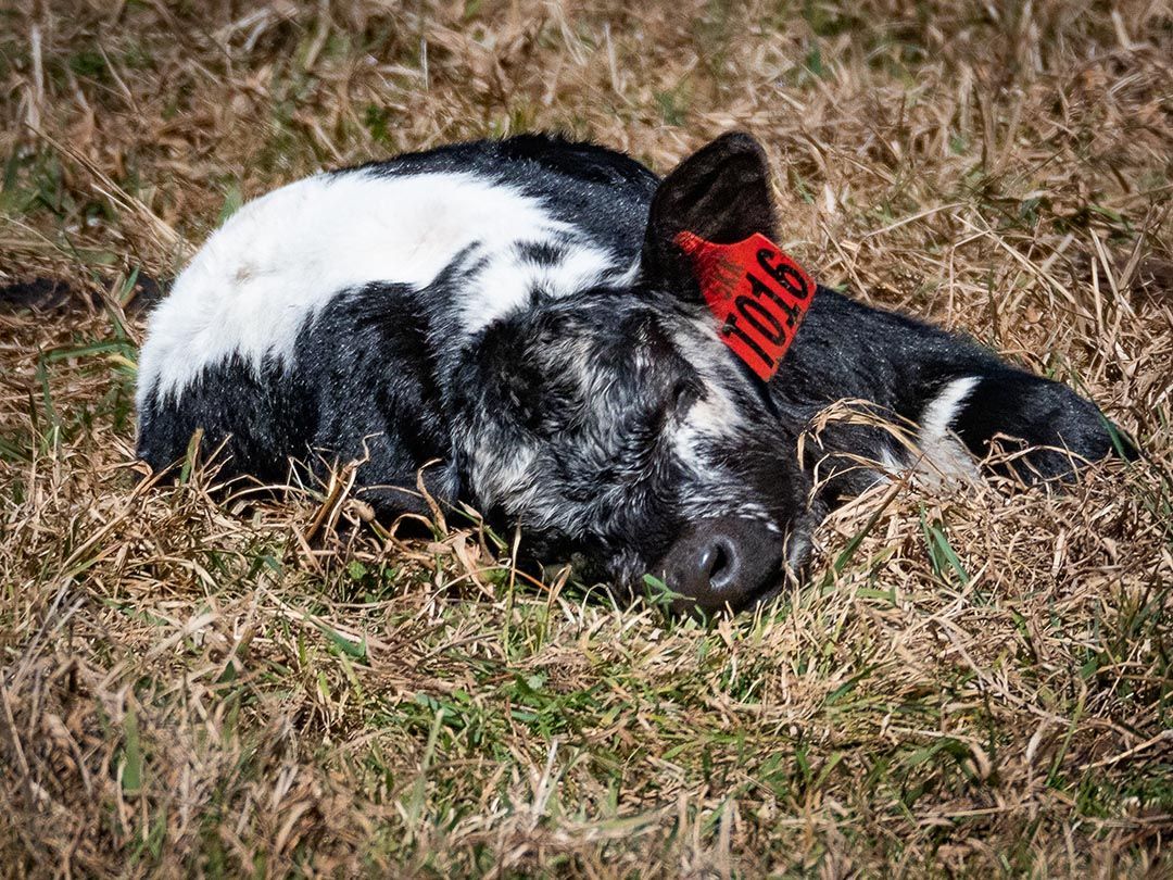 alinjarra speckle park