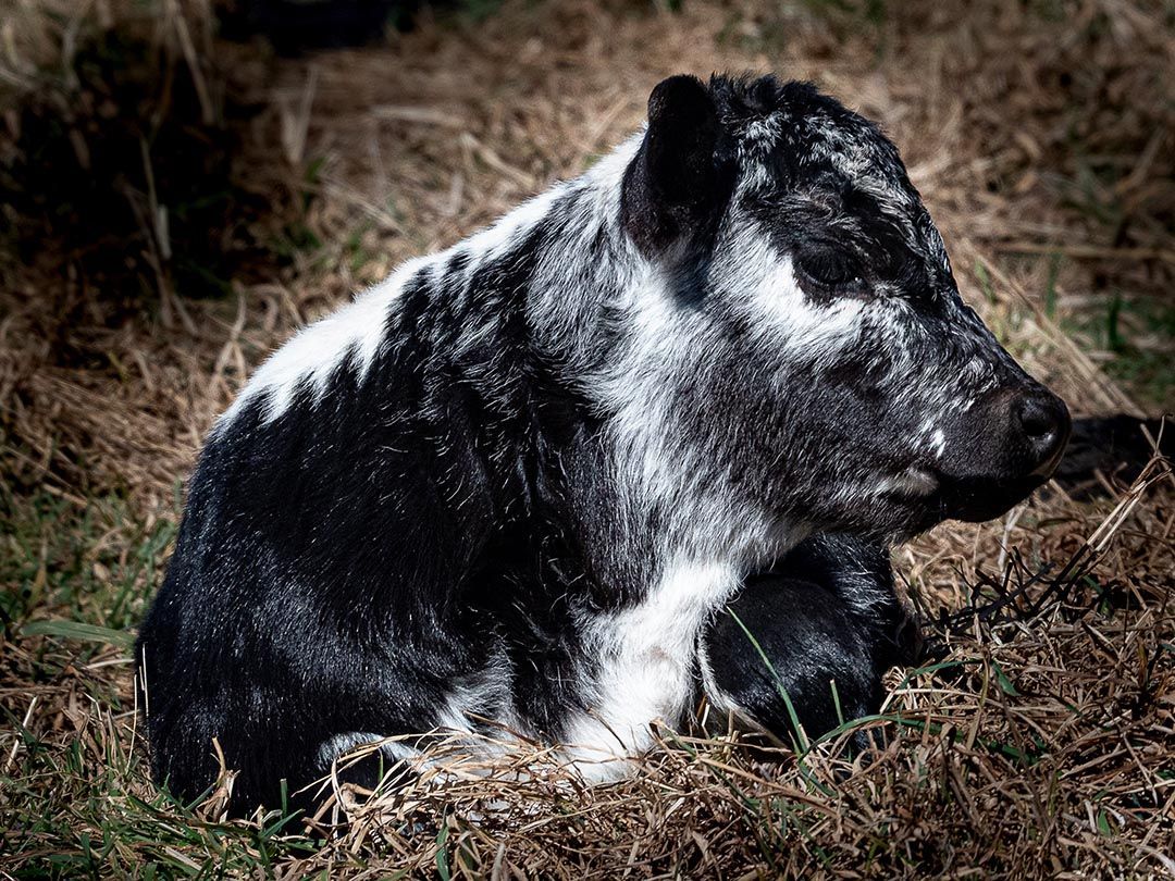 alinjarra speckle park