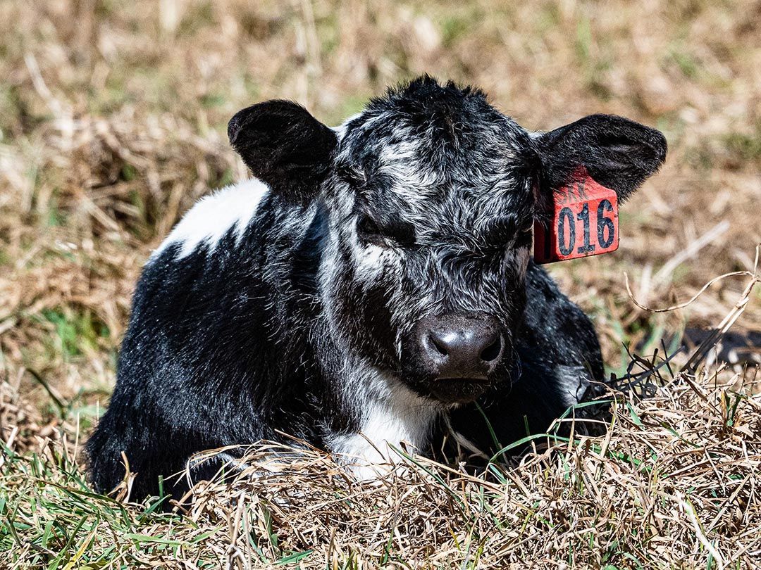 alinjarra speckle park