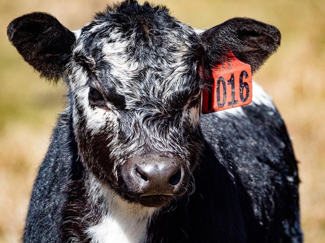 alinjarra speckle park