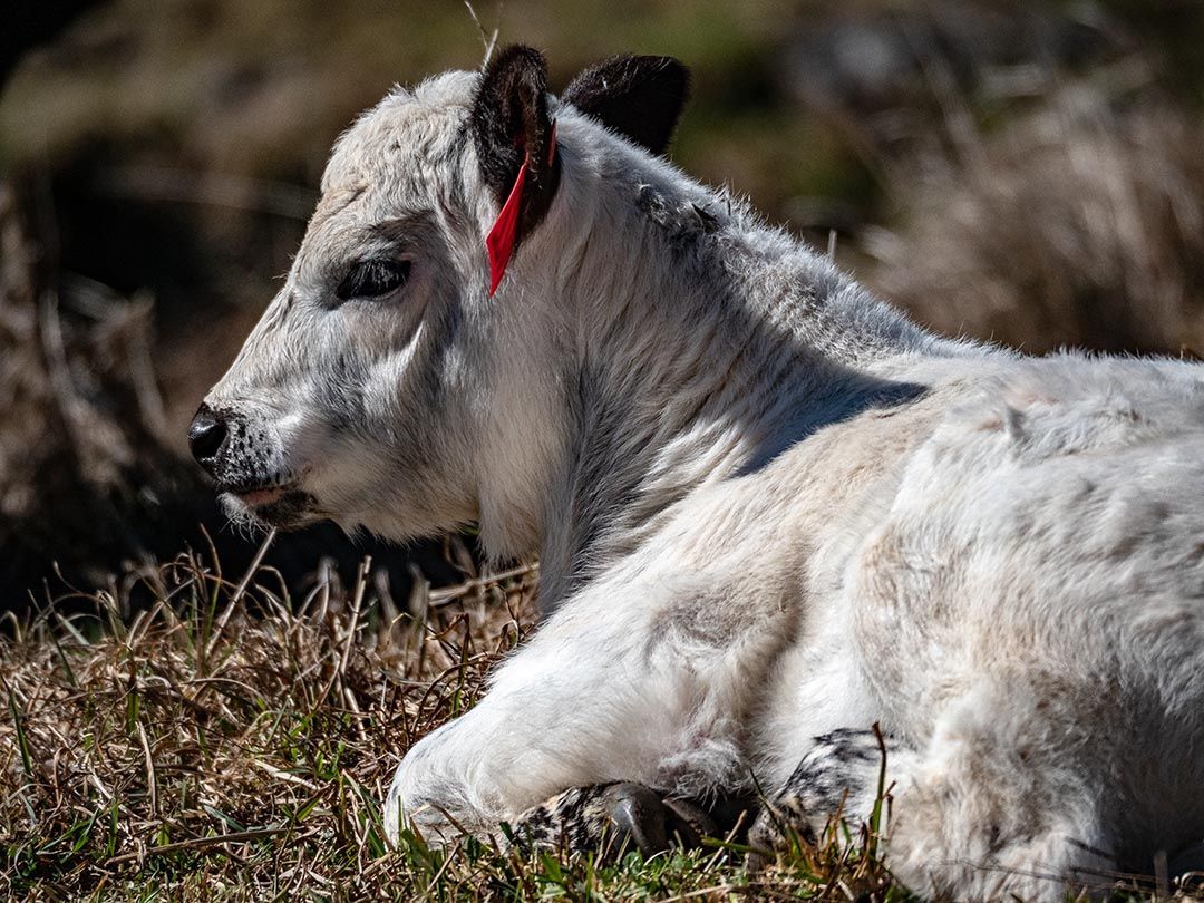 alinjarra speckle park