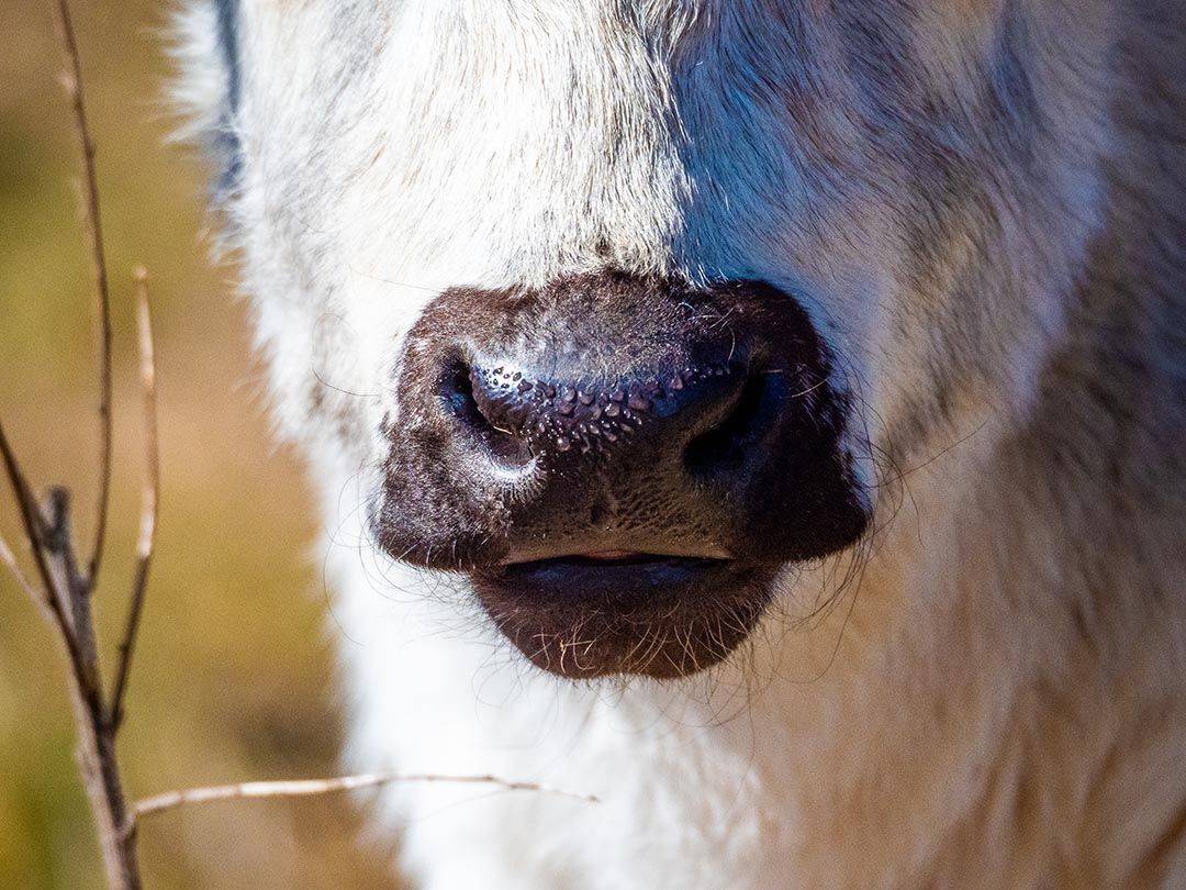 alinjarra speckle park