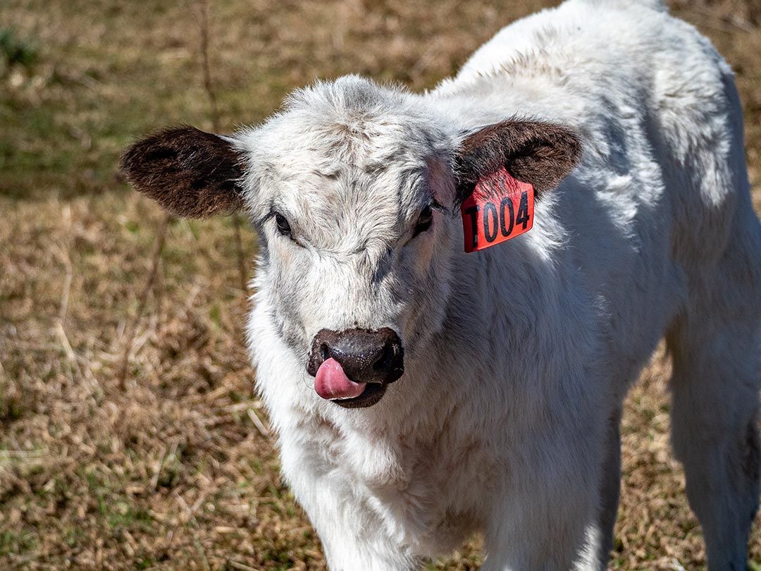 alinjarra speckle park