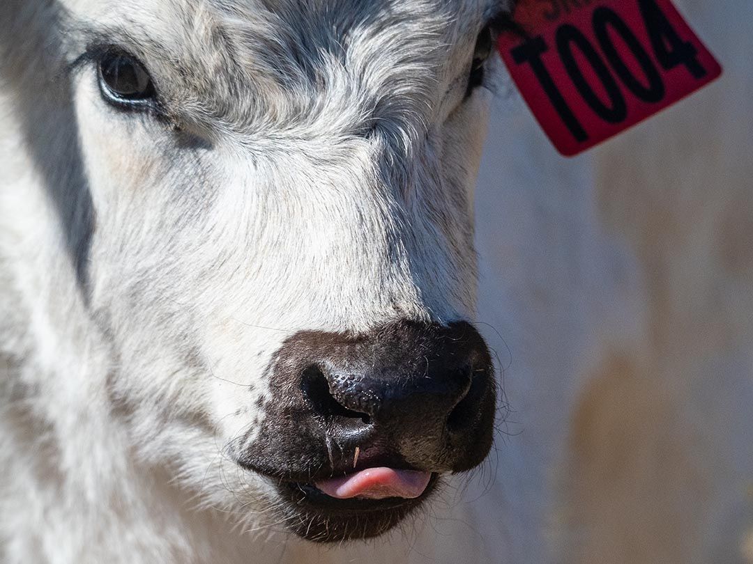 alinjarra speckle park