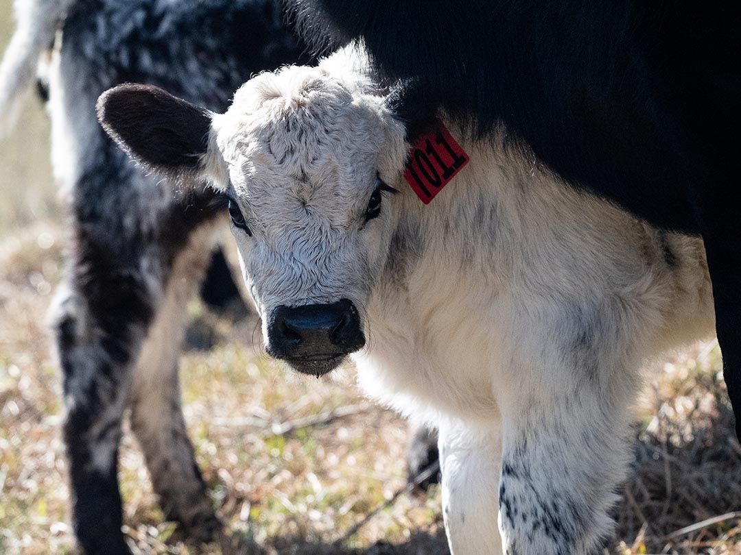 alinjarra speckle park