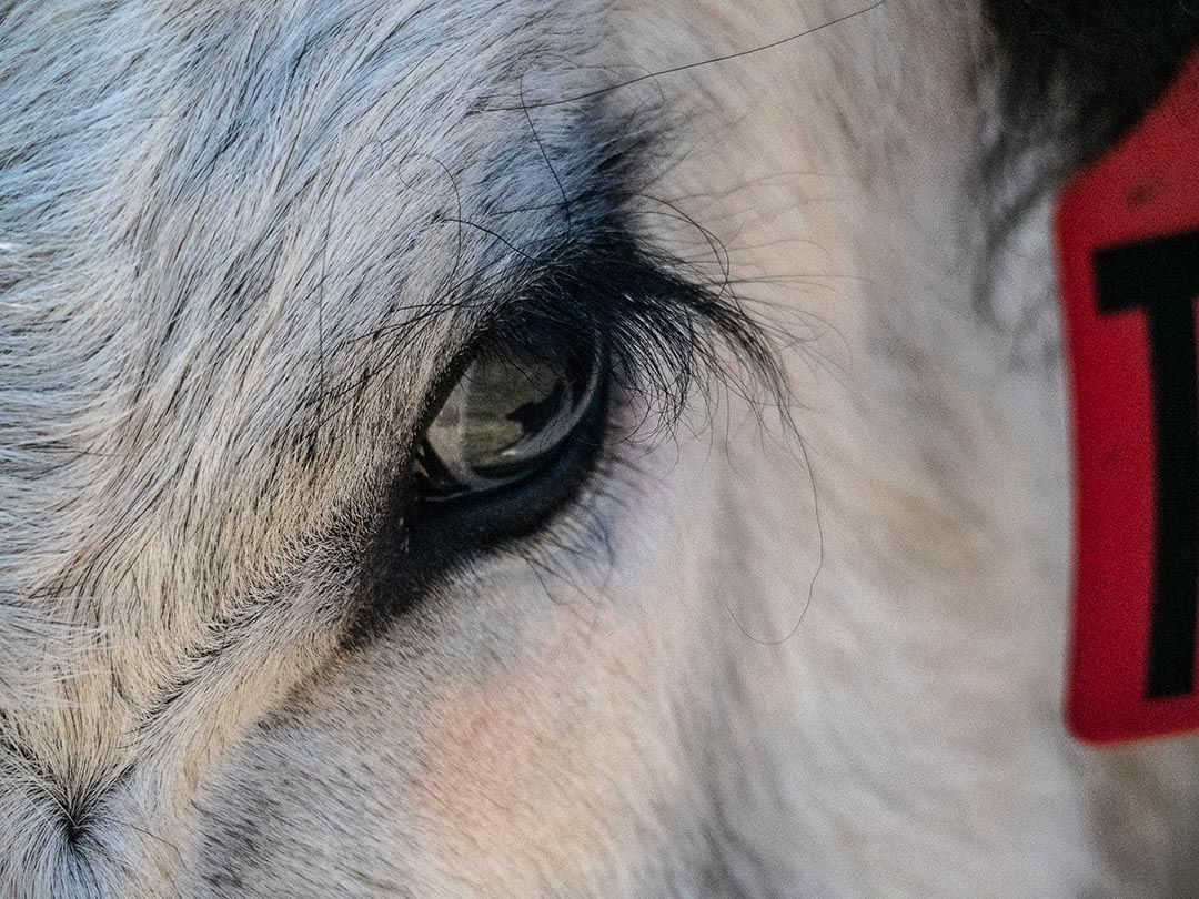 alinjarra speckle park