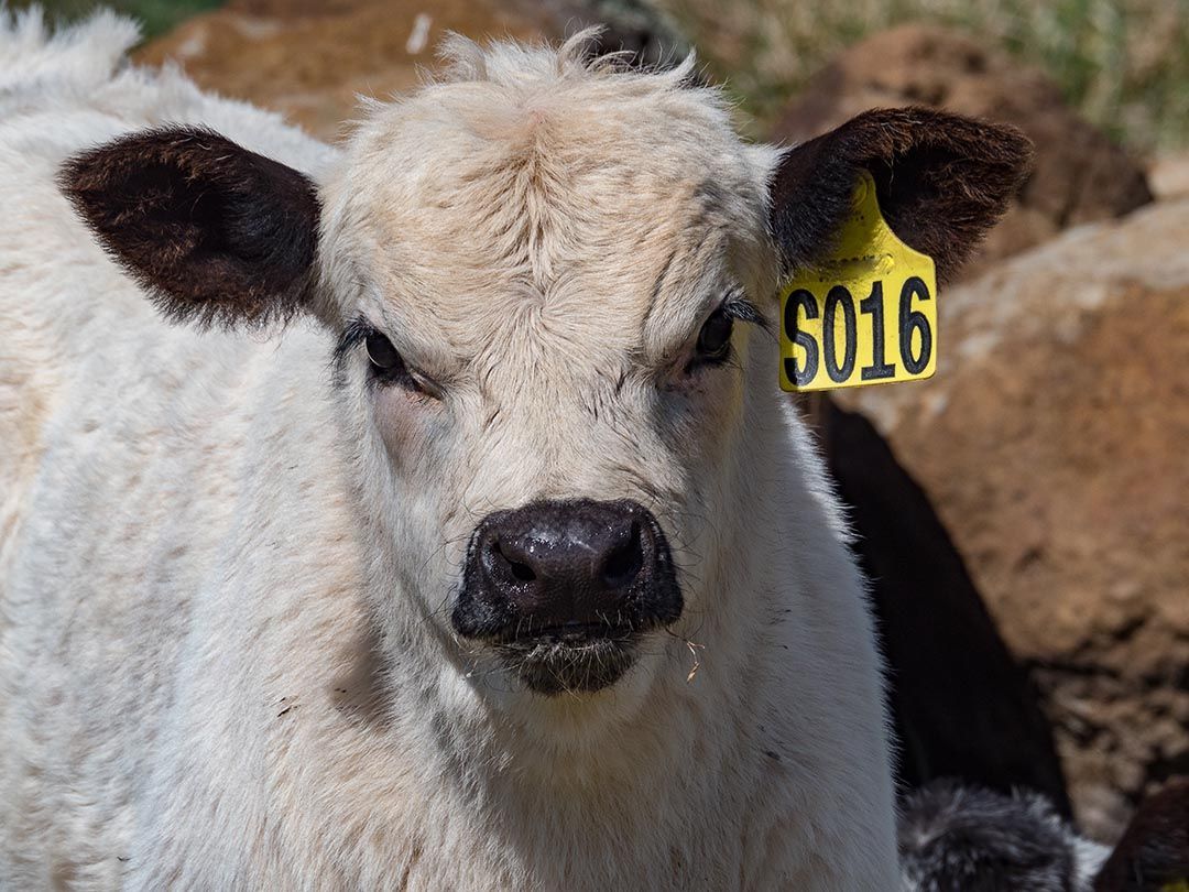 alinjarra speckle park