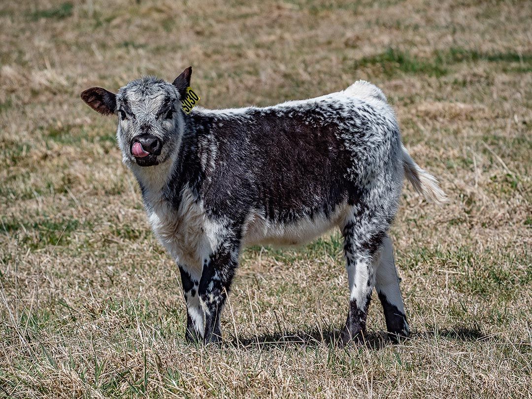 alinjarra speckle park