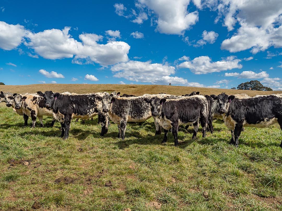 alinjarra speckle park