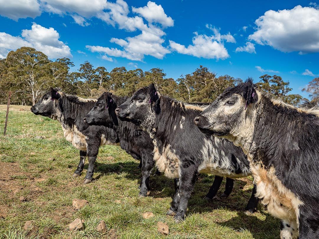 alinjarra speckle park