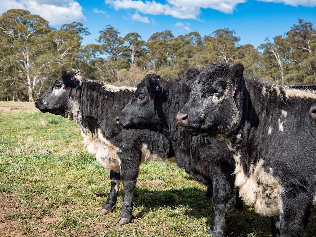 alinjarra speckle park