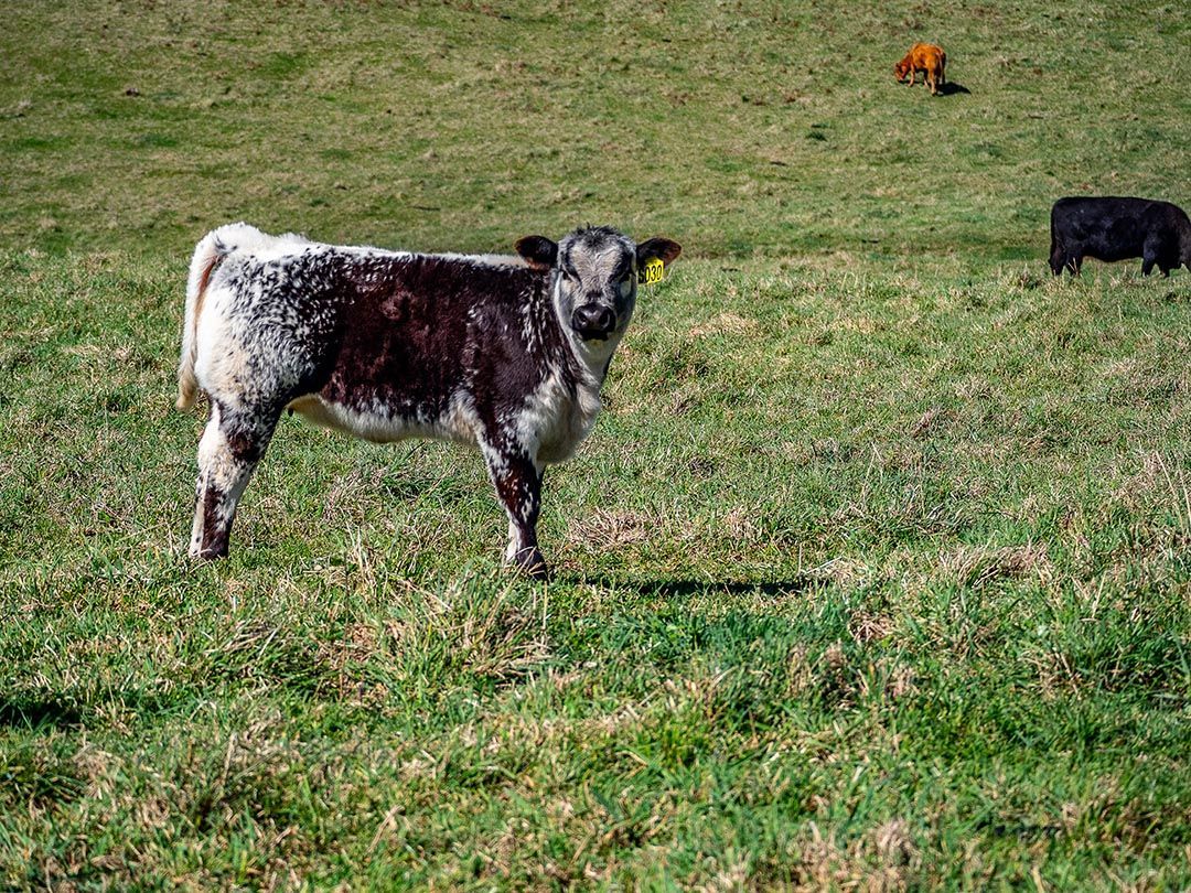 alinjarra speckle park