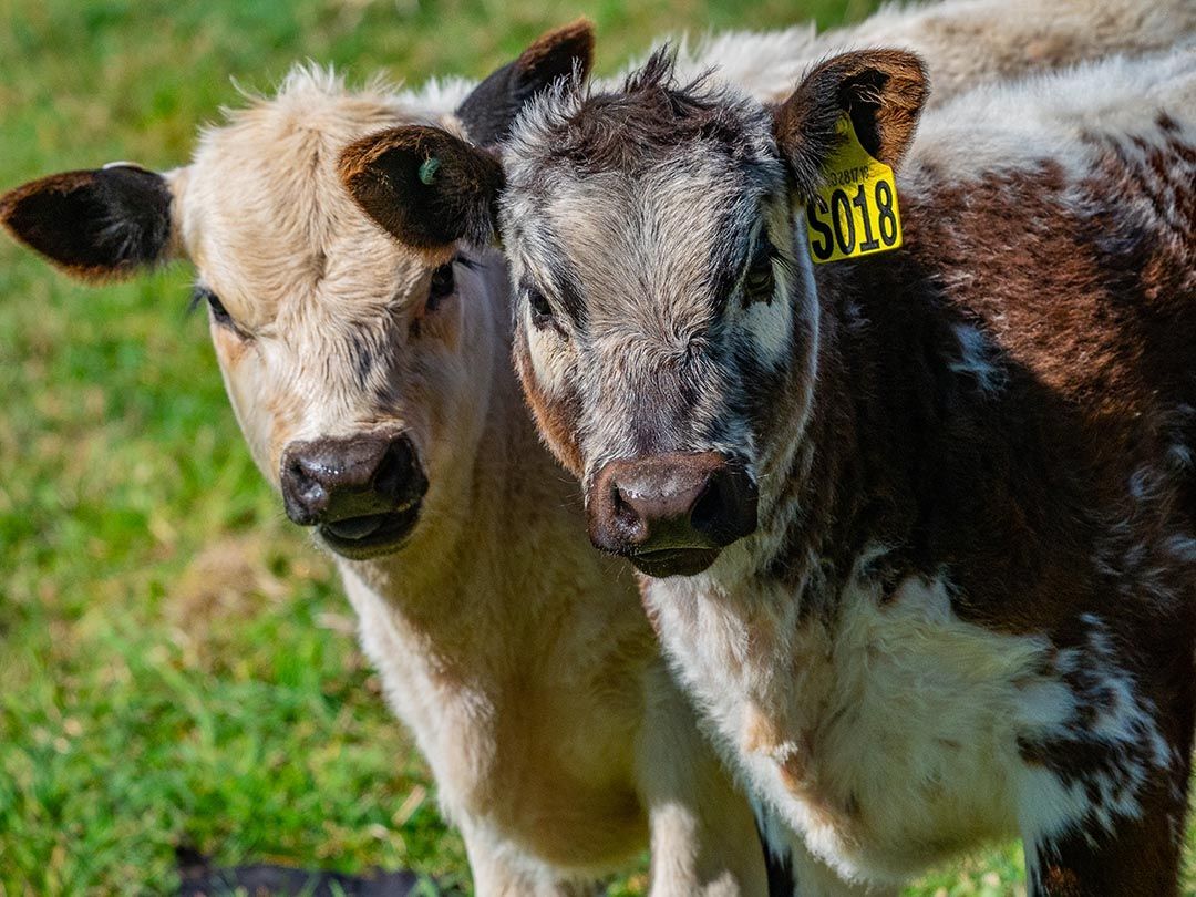 alinjarra speckle park