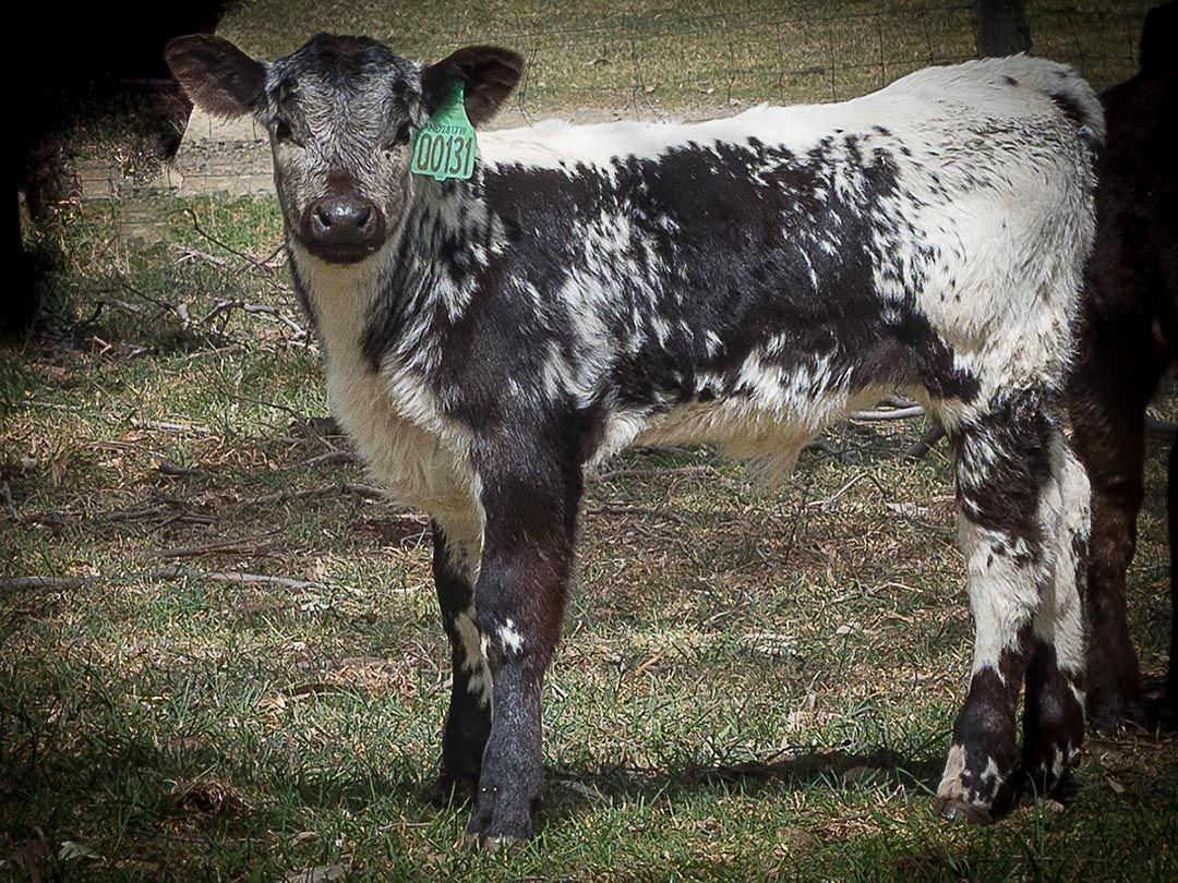 alinjarra speckle park