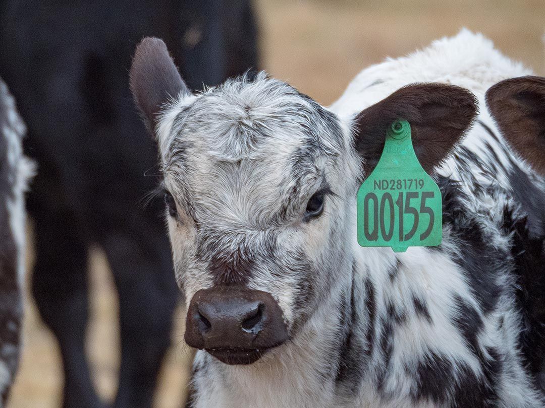 alinjarra speckle park