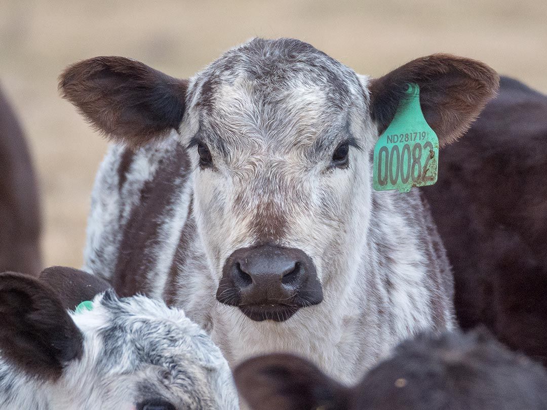 alinjarra speckle park