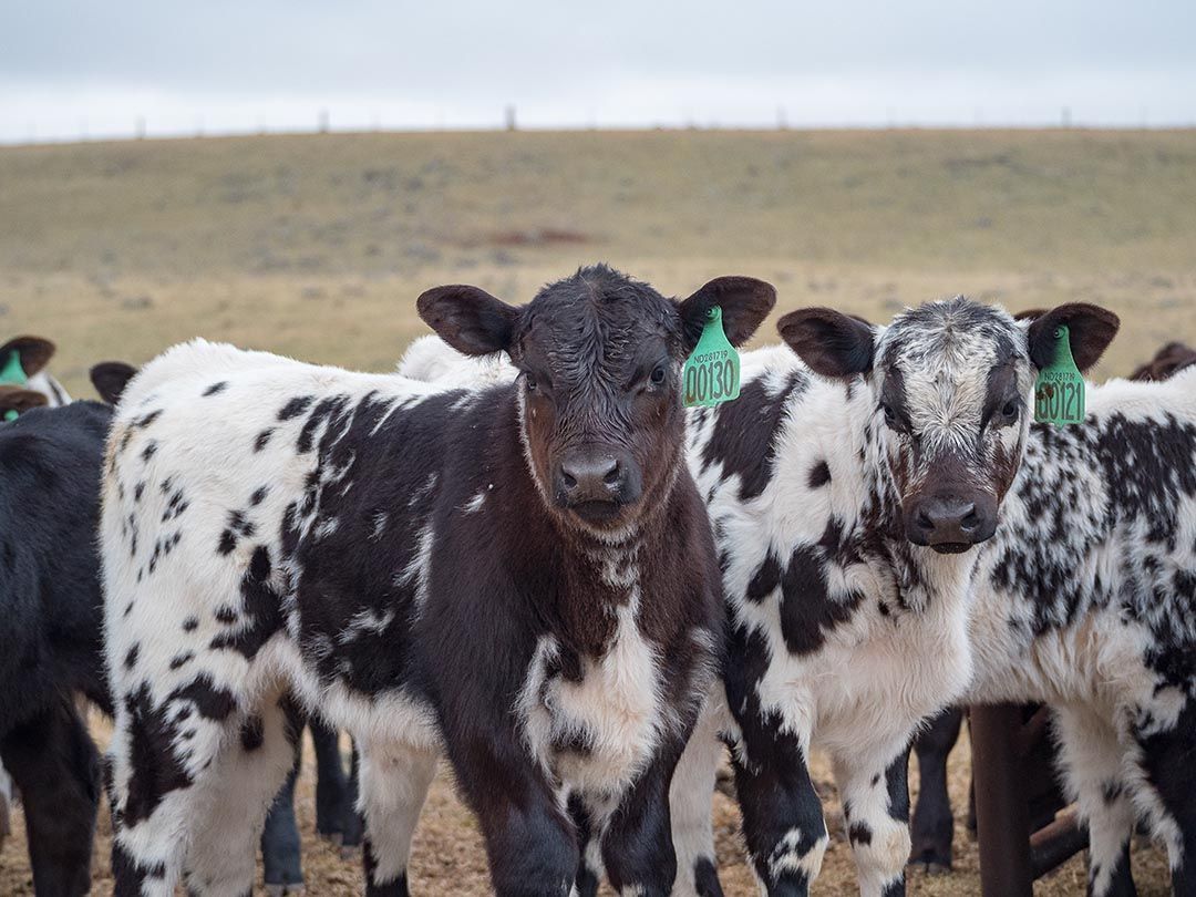 alinjarra speckle park