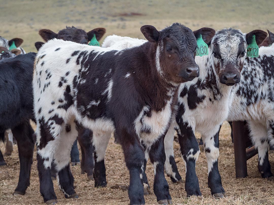 alinjarra speckle park