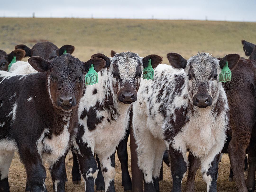 alinjarra speckle park