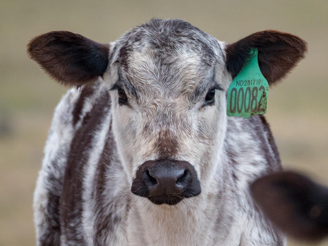 alinjarra speckle park