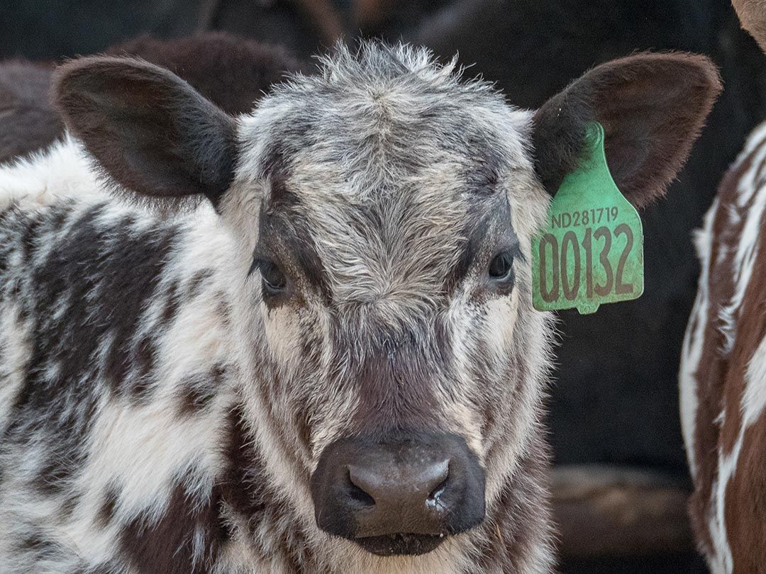 alinjarra speckle park