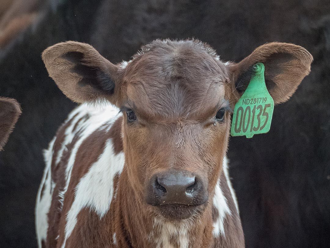 alinjarra speckle park