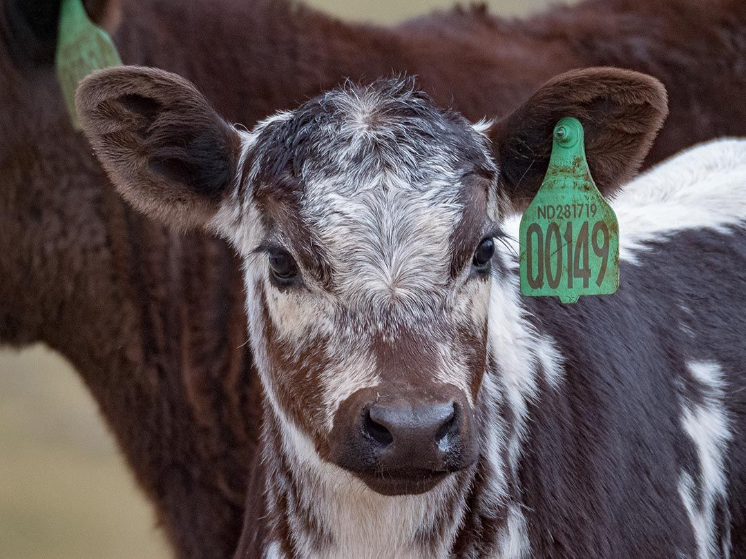 alinjarra speckle park