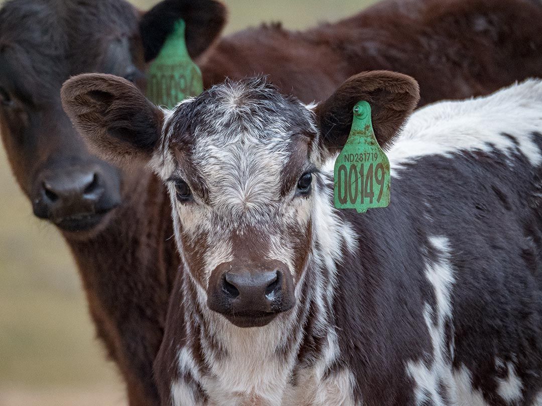 alinjarra speckle park