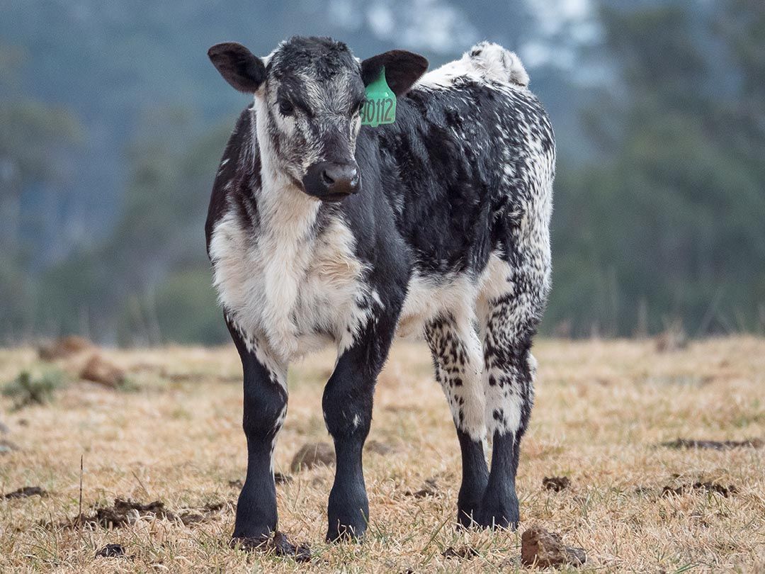 alinjarra speckle park