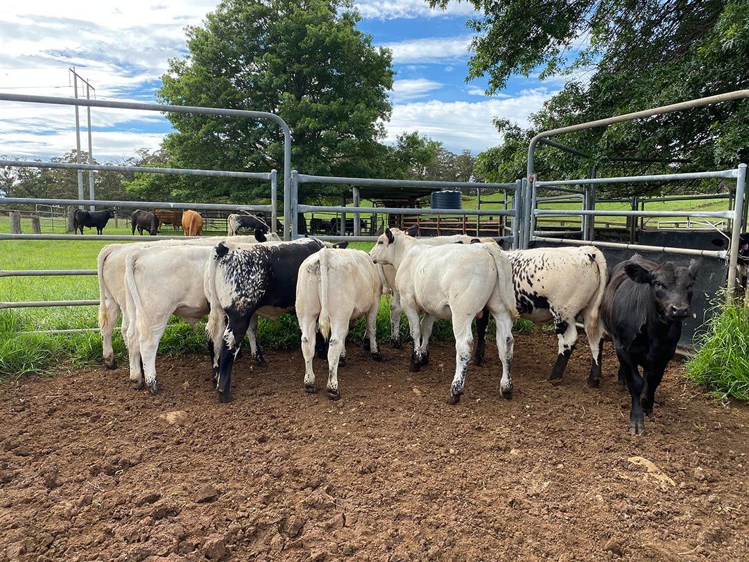 alinjarra speckle park