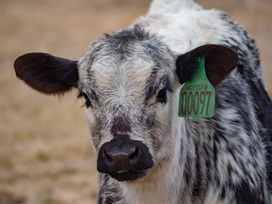 alinjarra speckle park