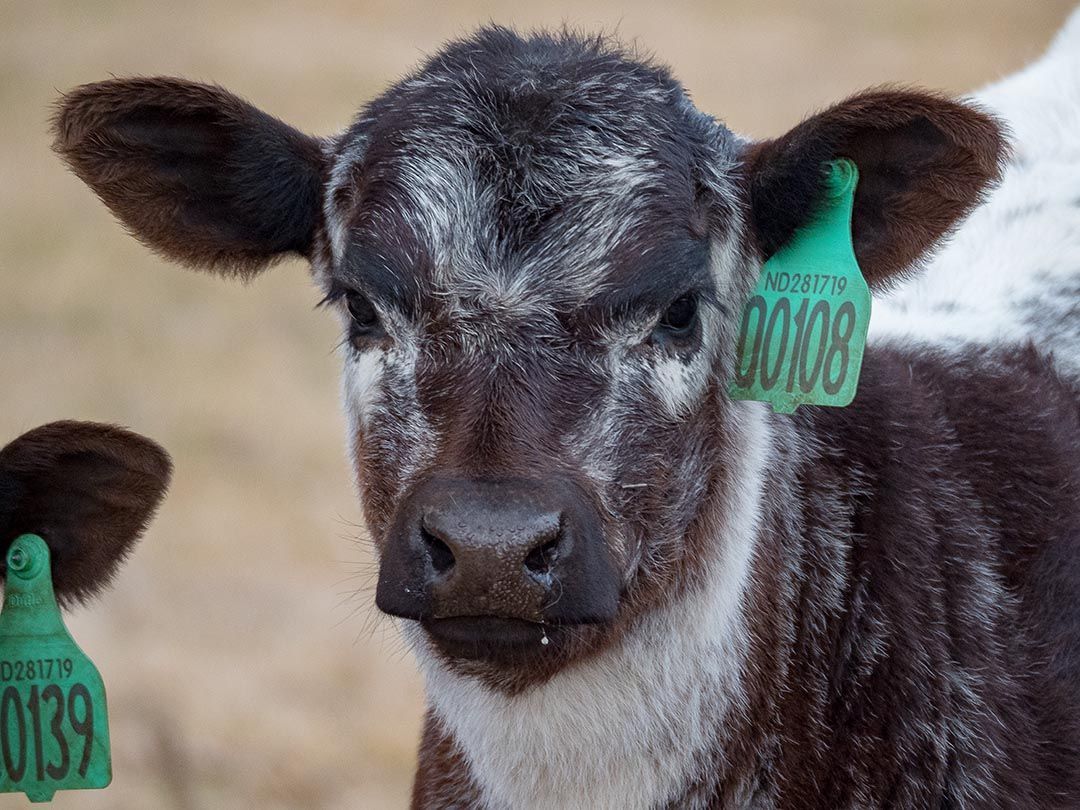 alinjarra speckle park