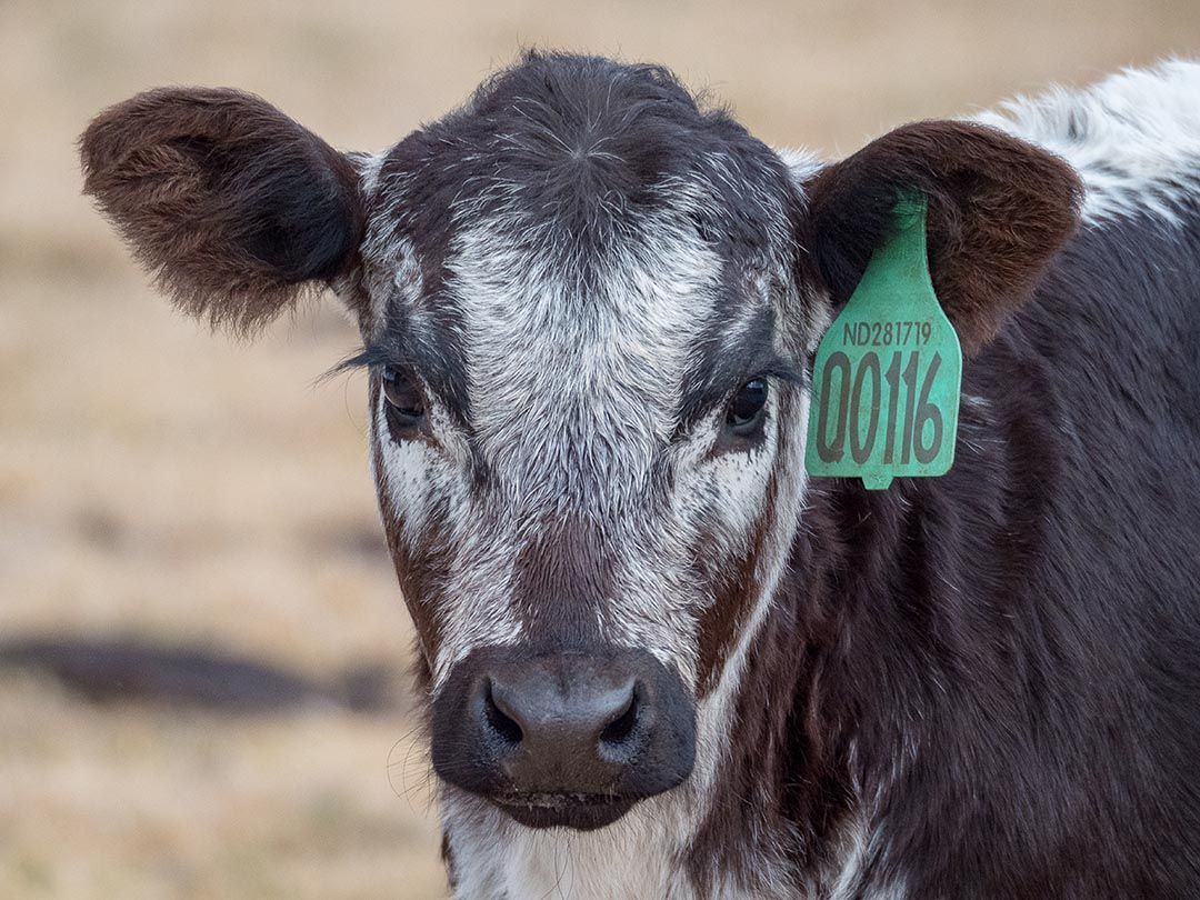 alinjarra speckle park