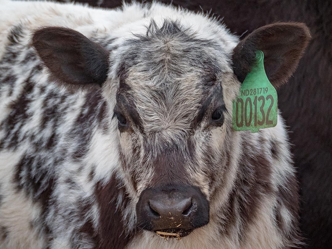 alinjarra speckle park