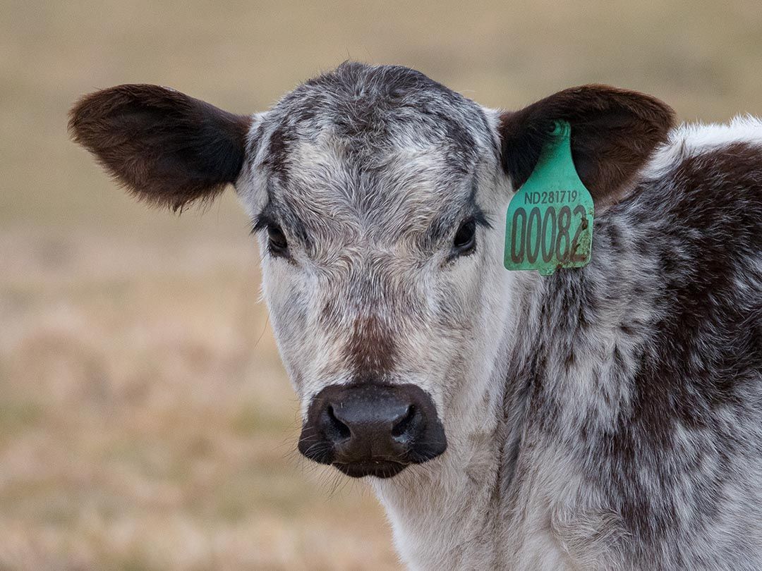 alinjarra speckle park