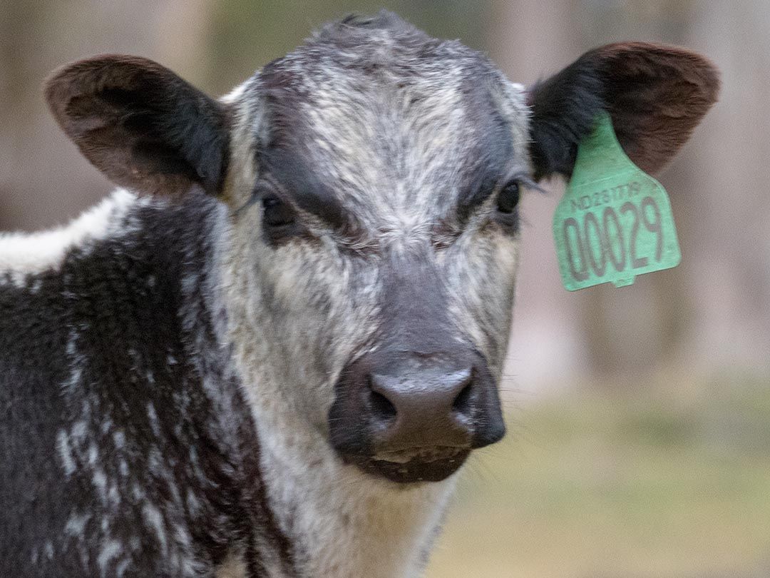 alinjarra speckle park