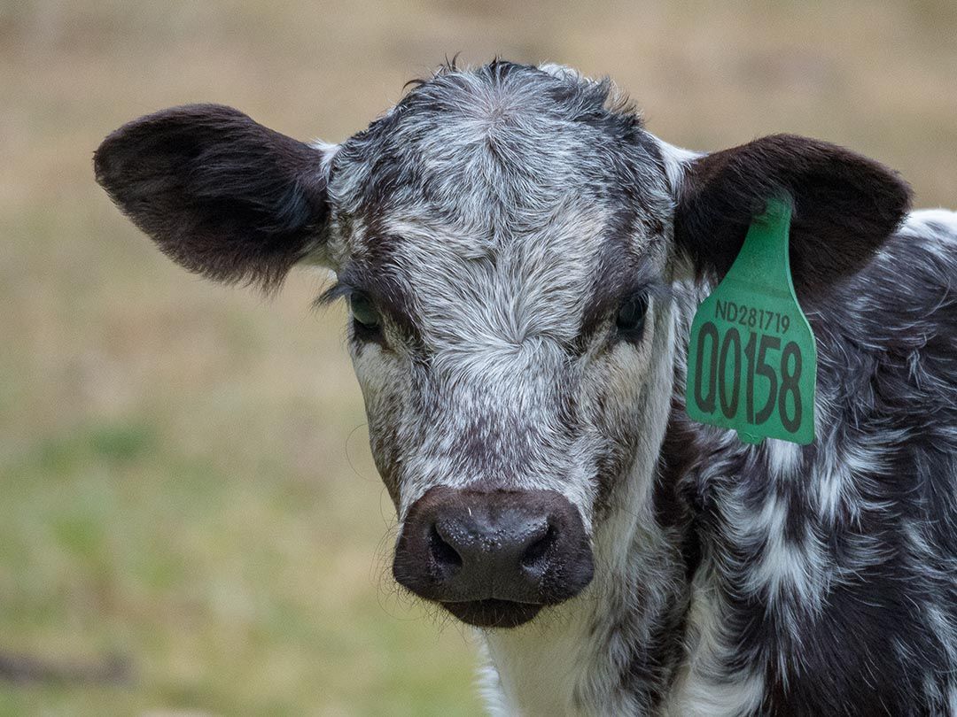 alinjarra speckle park