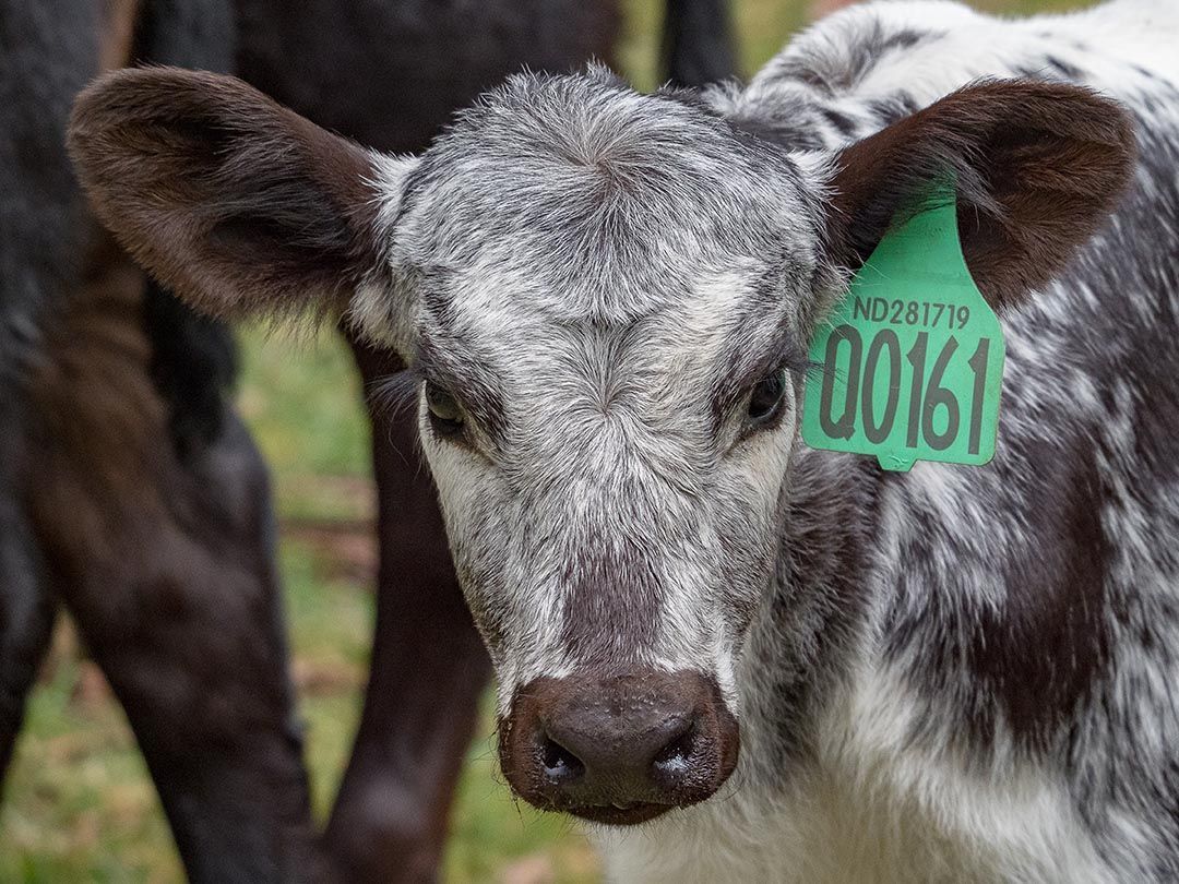 alinjarra speckle park