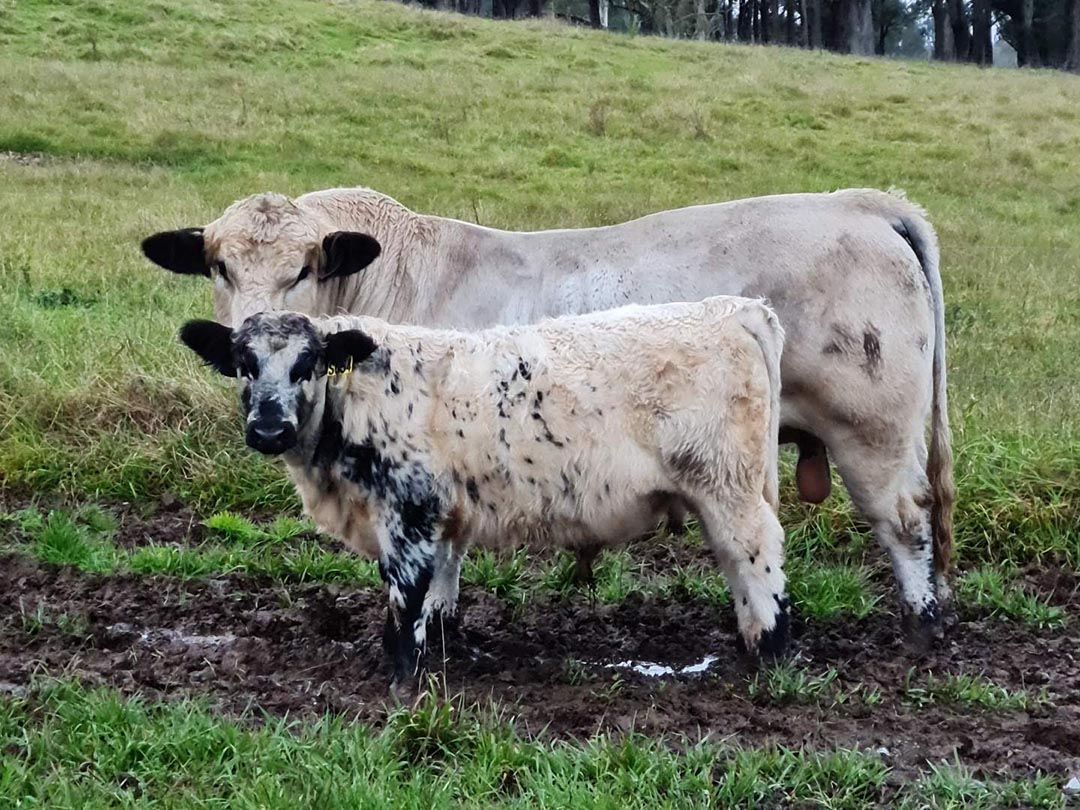 alinjarra speckle park