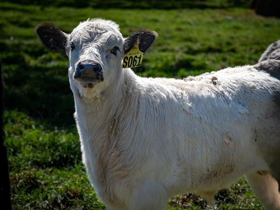 alinjarra speckle park