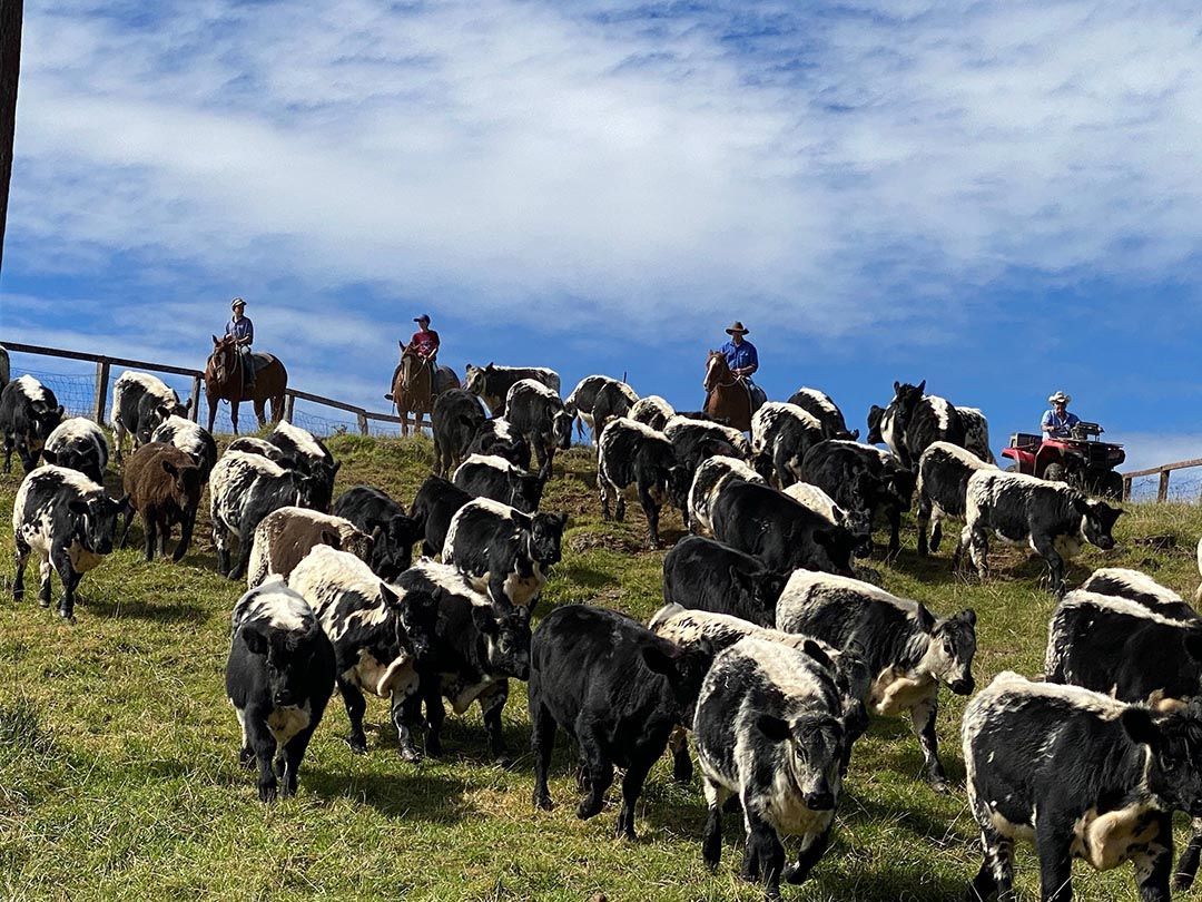 alinjarra speckle park